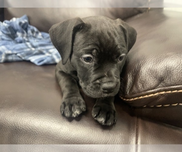 Medium Photo #25 American Bully Puppy For Sale in REESEVILLE, WI, USA