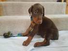 Small Photo #3 Doberman Pinscher Puppy For Sale in CEDAR CREST, NM, USA