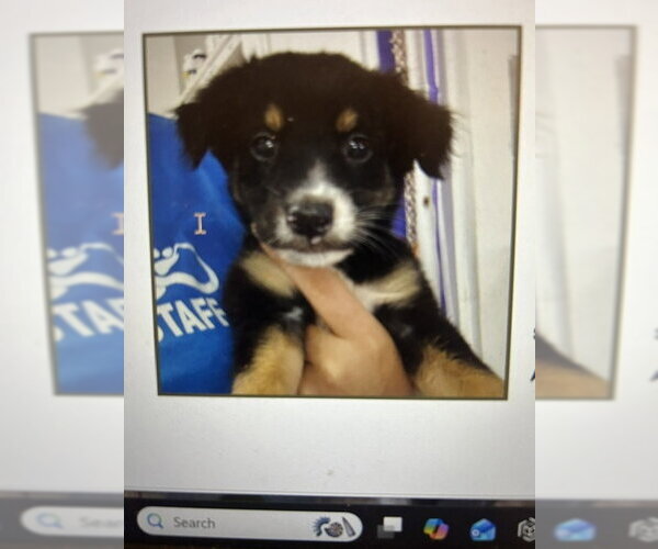 Medium Photo #1 Border-Aussie Puppy For Sale in Jenkintown, PA, USA
