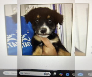 Border-Aussie Dogs for adoption in Jenkintown, PA, USA
