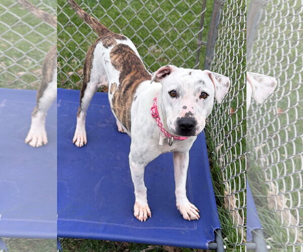 Medium Photo #4 Mutt Puppy For Sale in Jefferson, WI, USA