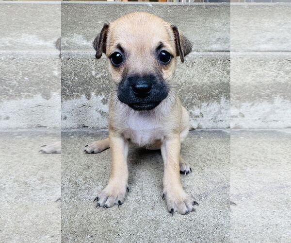 Medium Photo #2 Chihuahua-Unknown Mix Puppy For Sale in Marina Del Rey, CA, USA