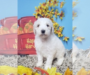Poodle (Standard) Puppy for sale in DURANT, OK, USA