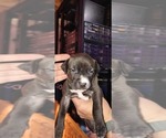 Puppy Puppy 9 American Staffordshire Terrier
