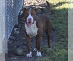 PRINCE WOODY - Male Mutt Dog for Adoption - Small photo