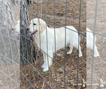 Small #9 English Cream Golden Retriever