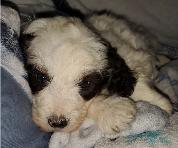 Medium Photo #23 Bernedoodle (Miniature) Puppy For Sale in LEETONIA, OH, USA