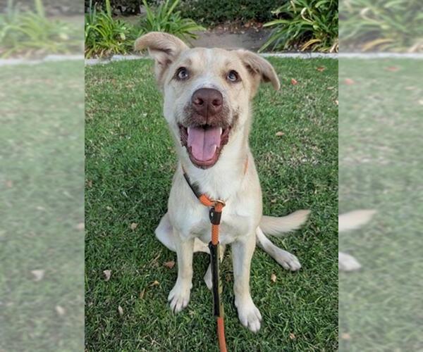 Medium Photo #2 Mutt Puppy For Sale in Redlands, CA, USA