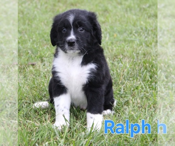 Medium Photo #9 Australian Shepherd-Goldendoodle Mix Puppy For Sale in BRIGHTON, MO, USA