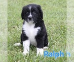 Small #8 Australian Shepherd-Goldendoodle Mix