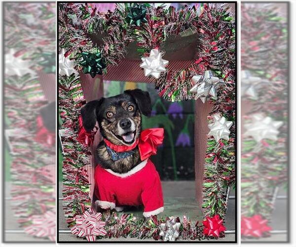 Medium Photo #1 Chiweenie Puppy For Sale in Frisco, CO, USA