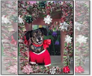 Chiweenie Dogs for adoption in Frisco, CO, USA