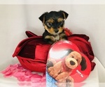 Small Photo #6 Yorkshire Terrier Puppy For Sale in BRENTWOOD, TN, USA