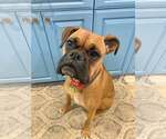 Small #1 Boxer