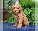 Small #3 Cavapoo (Miniature)