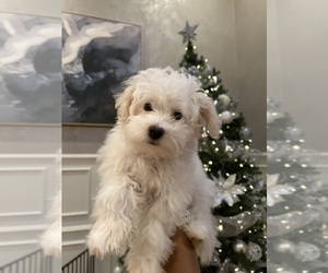 Maltipoo (Miniature) Puppy for sale in ROMEOVILLE, IL, USA