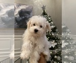 Small Maltipoo (Miniature)