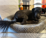 Small Photo #3 Poodle (Miniature)-Unknown Mix Puppy For Sale in Cranston, RI, USA