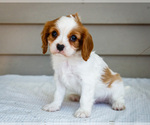 Puppy Milo Cavalier King Charles Spaniel