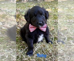 Border Collie Puppy for sale in FAIR HAVEN, MI, USA