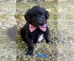 Image preview for Ad Listing. Nickname: Tessa