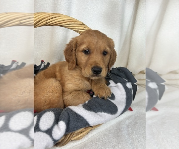 Medium Photo #4 Golden Retriever Puppy For Sale in GREENFIELD, IN, USA