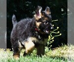 Small Photo #7 German Shepherd Dog Puppy For Sale in MURRIETA, CA, USA