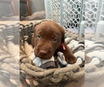 Puppy Puppy 7 Labrador Retriever