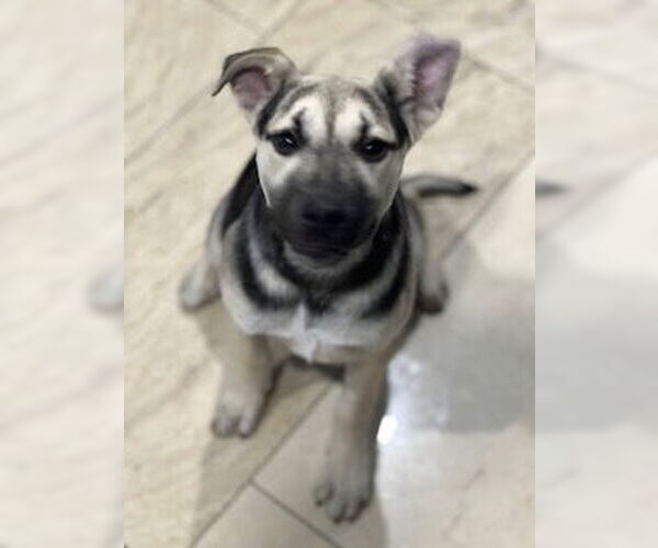 Medium Photo #25 Labrador Retriever-Unknown Mix Puppy For Sale in Dana Point, CA, USA