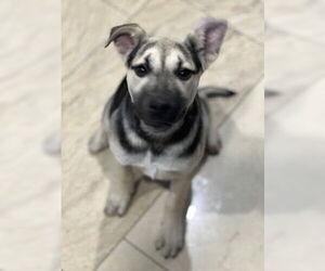 Piper - Female Labrador Retriever-Unknown Mix Dog for Adoption - Photo #25