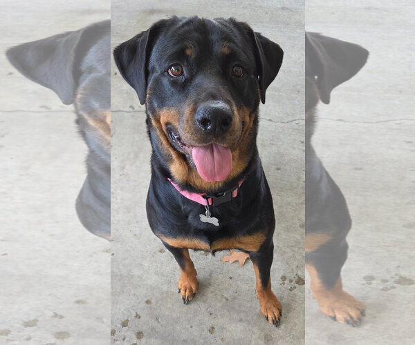 Medium Photo #5 Rottweiler Puppy For Sale in White Hall, AR, USA