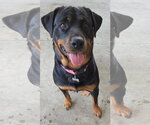 Small #4 Rottweiler