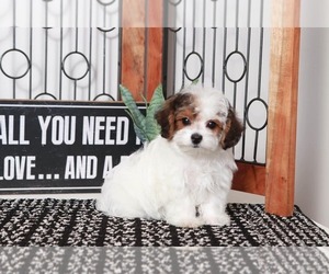 Poochon Puppy for sale in NAPLES, FL, USA