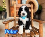 Puppy Polar Bernedoodle