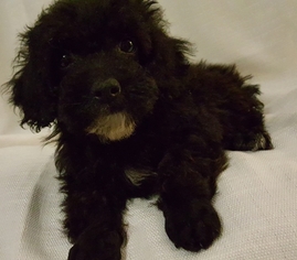 Poodle (Miniature) Puppy for sale in NEOSHO, MO, USA