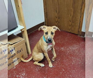 Mutt Dogs for adoption in Fargo, ND, USA