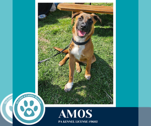 Mutt Dogs for adoption in Kimberton, PA, USA