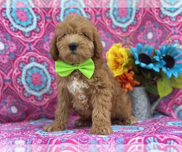 Medium Photo #1 Miniature Labradoodle Puppy For Sale in LANCASTER, PA, USA