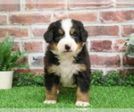Small #4 Bernese Mountain Dog