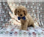 Small #2 Cavapoo (Miniature)