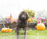 Small Photo #4 Labradoodle Puppy For Sale in NAPPANEE, IN, USA