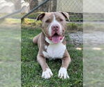 Small #6 American Pit Bull Terrier Mix