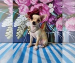 Small #8 Chihuahua