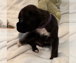 Small #2 Boxer