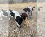 Small Photo #1 German Shorthaired Pointer Puppy For Sale in VACAVILLE, CA, USA
