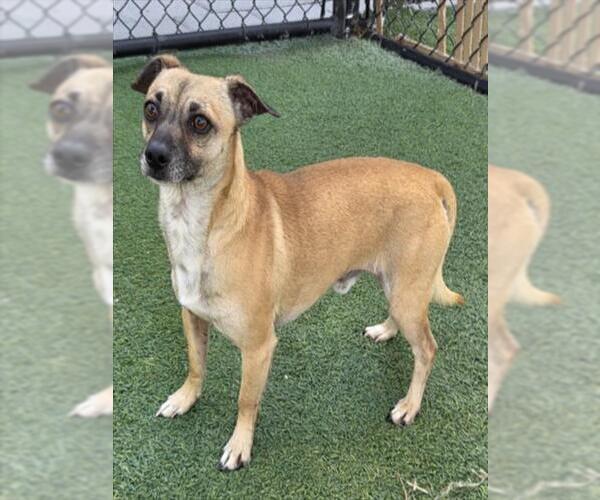 Medium Photo #2 Chihuahua Puppy For Sale in Norco, CA, USA