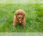 Small #7 Goldendoodle-Poodle (Miniature) Mix