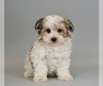 Small Photo #3 Zuchon Puppy For Sale in WARSAW, IN, USA