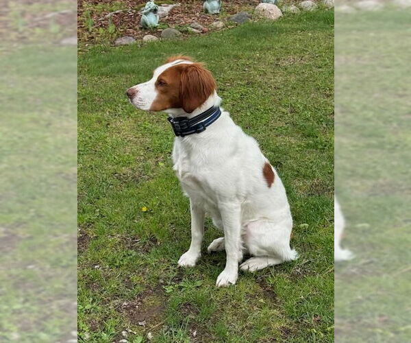 Medium Photo #3 Brittany Puppy For Sale in Curwensville, PA, USA