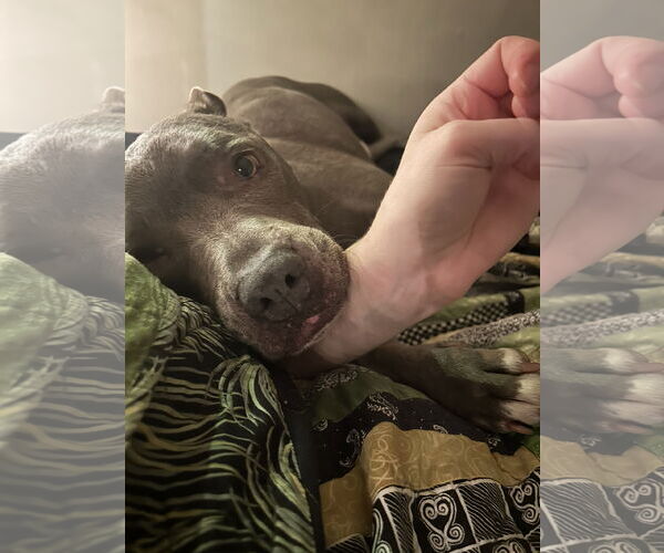 Medium Photo #7 American Pit Bull Terrier-Unknown Mix Puppy For Sale in Davis, CA, USA